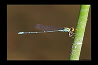 PhotoID: AusDa465. Gold-Fronted Riverdamsel (Pseudagrion aureofrons) - male