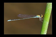 PhotoID: AusDa466. Gold-Fronted Riverdamsel (Pseudagrion aureofrons) - male