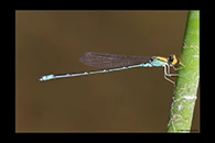 PhotoID: AusDa467. Gold-Fronted Riverdamsel (Pseudagrion aureofrons) - male