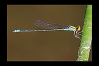 PhotoID: AusDa468. Gold-Fronted Riverdamsel (Pseudagrion aureofrons) - male