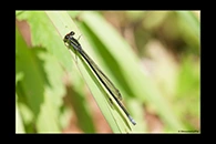 PhotoID: AusDa305. Flame-Headed Riverdamsel (Pseudagrion ignifer) - male