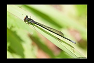 PhotoID: AusDa306. Flame-Headed Riverdamsel (Pseudagrion ignifer) - male