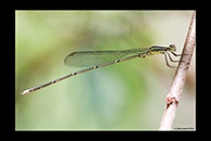 PhotoID: AusDa247. Powdered Wiretail (Rhadinosticta simplex) - male