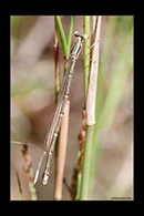 PhotoID: AusDa268. Powdered Wiretail (Rhadinosticta simplex) - female