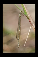 PhotoID: AusDa271. Powdered Wiretail (Rhadinosticta simplex) - female
