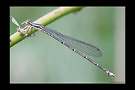 PhotoID: AusDa277. Powdered Wiretail (Rhadinosticta simplex) - female