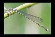 PhotoID: AusDa278. Powdered Wiretail (Rhadinosticta simplex) - female
