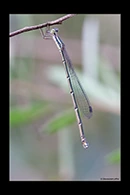 PhotoID: AusDa362. Powdered Wiretail (Rhadinosticta simplex) - female