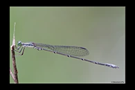 PhotoID: AusDa423. Powdered Wiretail (Rhadinosticta simplex) - male