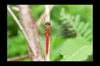 PhotoID: AusDr286. Red Arrow (Rhodothemis lieftincki) - male