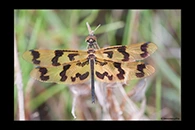 PhotoID: AusDr024. Graphic Flutterer (Rhyothemis graphiptera) - female