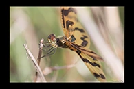 PhotoID: AusDr026. Graphic Flutterer (Rhyothemis graphiptera) - female