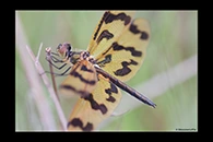 PhotoID: AusDr027. Graphic Flutterer (Rhyothemis graphiptera) - female