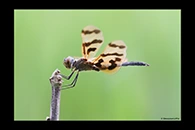 PhotoID: AusDr028. Graphic Flutterer (Rhyothemis graphiptera) - male