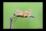 PhotoID: AusDr029. Graphic Flutterer (Rhyothemis graphiptera) - male