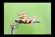 PhotoID: AusDr031. Graphic Flutterer (Rhyothemis graphiptera) - male