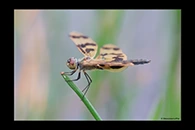 PhotoID: AusDr032. Graphic Flutterer (Rhyothemis graphiptera) - female
