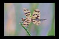 PhotoID: AusDr033. Graphic Flutterer (Rhyothemis graphiptera) - female