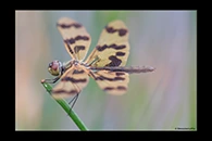 PhotoID: AusDr034. Graphic Flutterer (Rhyothemis graphiptera) - female