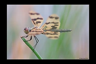 PhotoID: AusDr035. Graphic Flutterer (Rhyothemis graphiptera) - female