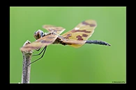PhotoID: AusDr302. Graphic Flutterer (Rhyothemis graphiptera) - male