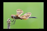 PhotoID: AusDr303. Graphic Flutterer (Rhyothemis graphiptera) - male