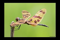 PhotoID: AusDr305. Graphic Flutterer (Rhyothemis graphiptera) - male