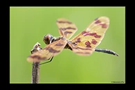 PhotoID: AusDr306. Graphic Flutterer (Rhyothemis graphiptera) - male