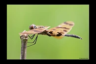 PhotoID: AusDr307. Graphic Flutterer (Rhyothemis graphiptera) - male