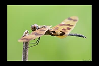 PhotoID: AusDr308. Graphic Flutterer (Rhyothemis graphiptera) - male