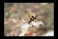 PhotoID: AusDr235. Yellow-Striped Flutterer (Rhyothemis phyllis) - male
