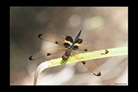 PhotoID: AusDr236. Yellow-Striped Flutterer (Rhyothemis phyllis) - male