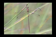 PhotoID: AusDa084. Bronze Needle (Synlestes weyersii) - male