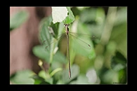 PhotoID: AusDa085. Bronze Needle (Synlestes weyersii) - male