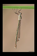 PhotoID: AusDa087. Bronze Needle (Synlestes weyersii) - female