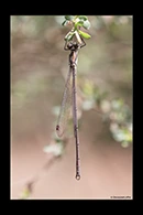 PhotoID: AusDa215. Bronze Needle (Synlestes weyersii) - male