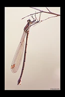 PhotoID: AusDa216. Bronze Needle (Synlestes weyersii) - female