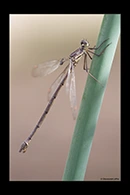 PhotoID: AusDa217. Bronze Needle (Synlestes weyersii) - female