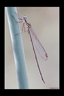 PhotoID: AusDa221. Bronze Needle (Synlestes weyersii) - male