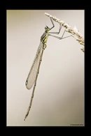 PhotoID: AusDa399. Bronze Needle (Synlestes weyersii) - male