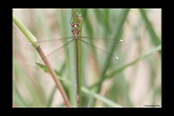 PhotoID: AusDa412. Bronze Needle (Synlestes weyersii) - female