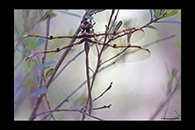 PhotoID: AusDr139. Eastern Evening Darner (Telephlebia godeffroyi) - female