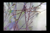 PhotoID: AusDr140. Eastern Evening Darner (Telephlebia godeffroyi) - female