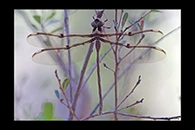 PhotoID: AusDr143. Eastern Evening Darner (Telephlebia godeffroyi) - female