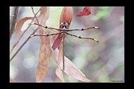 PhotoID: AusDr145. Eastern Evening Darner (Telephlebia godeffroyi) - female