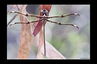 PhotoID: AusDr146. Eastern Evening Darner (Telephlebia godeffroyi) - female