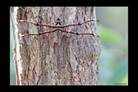 PhotoID: AusDr147. Eastern Evening Darner (Telephlebia godeffroyi) - female