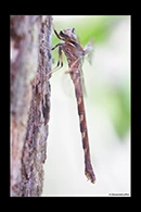 PhotoID: AusDr149. Eastern Evening Darner (Telephlebia godeffroyi) - female