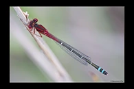 PhotoID: AusDa010. Red & Blue Damsel (Xanthagrion erythroneurum) - male