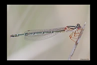 PhotoID: AusDa012. Red & Blue Damsel (Xanthagrion erythroneurum) - female